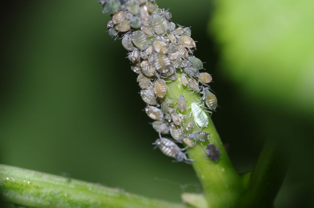 Aphis  sambuci dalla Calabria